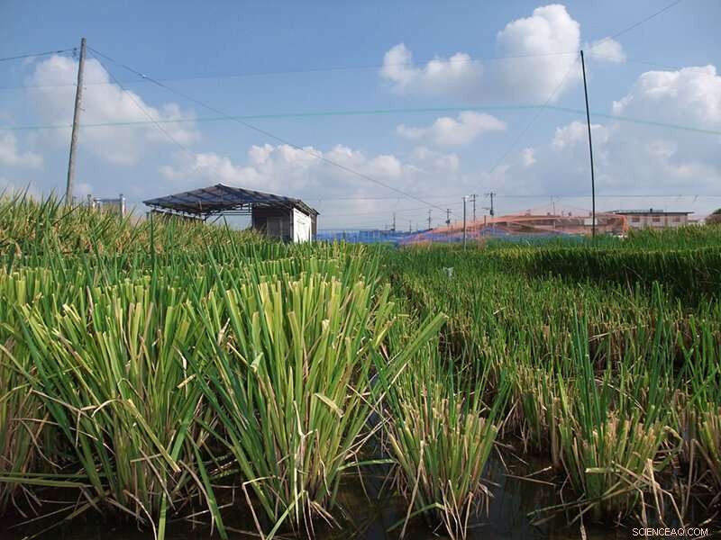 Climate Change May Boost Rice Yields, According to New Research