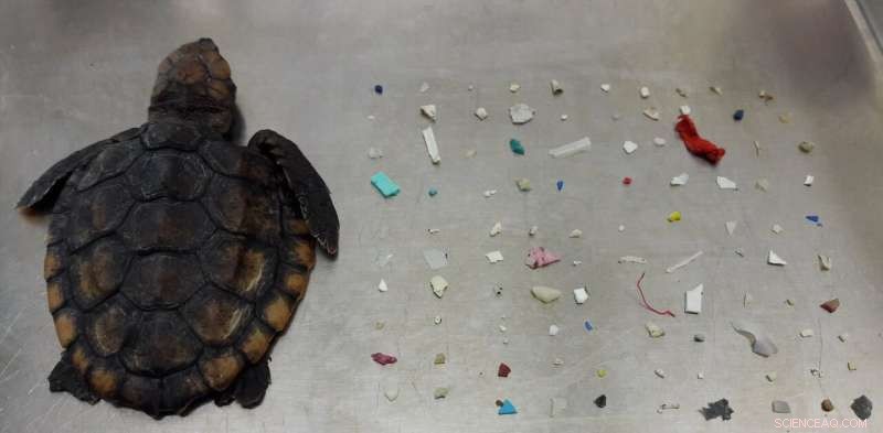 Florida Sea Turtles Endangered by Plastic: Hatchlings Consume Toxic Debris