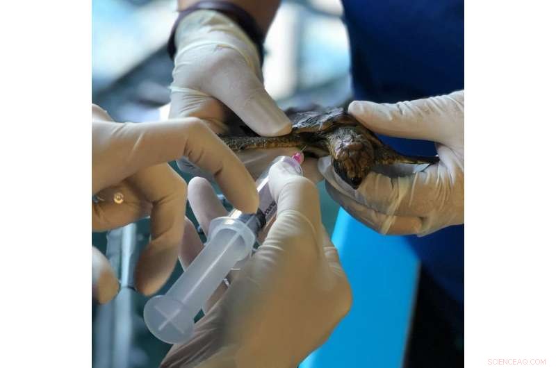Florida Sea Turtles Endangered by Plastic: Hatchlings Consume Toxic Debris
