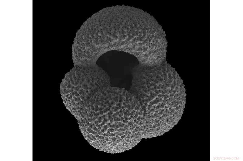 Strong Link Between Southern Ocean and Antarctic Ice Extent in Past Greenhouse Periods