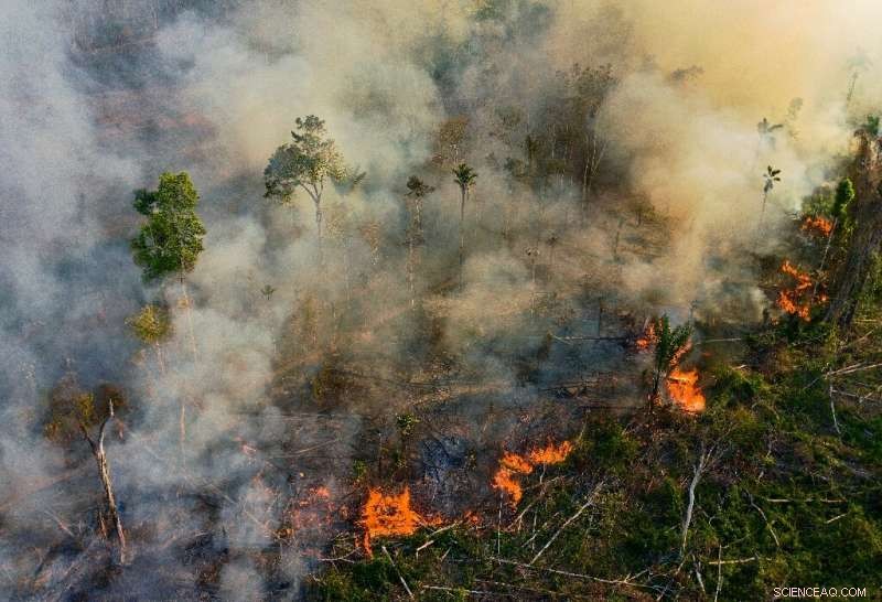 Brazilian Amazon Fires Near 2019 Crisis Levels, Raising Urgent Climate Concerns