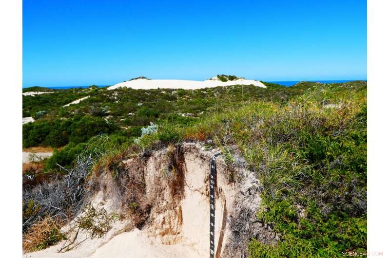 Unveiling the Global Silicon Cycle: Insights from Ancient Australian Soils