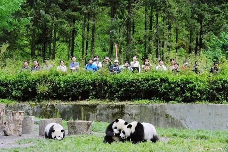 Pandas and People: Navigating Sustainability Challenges