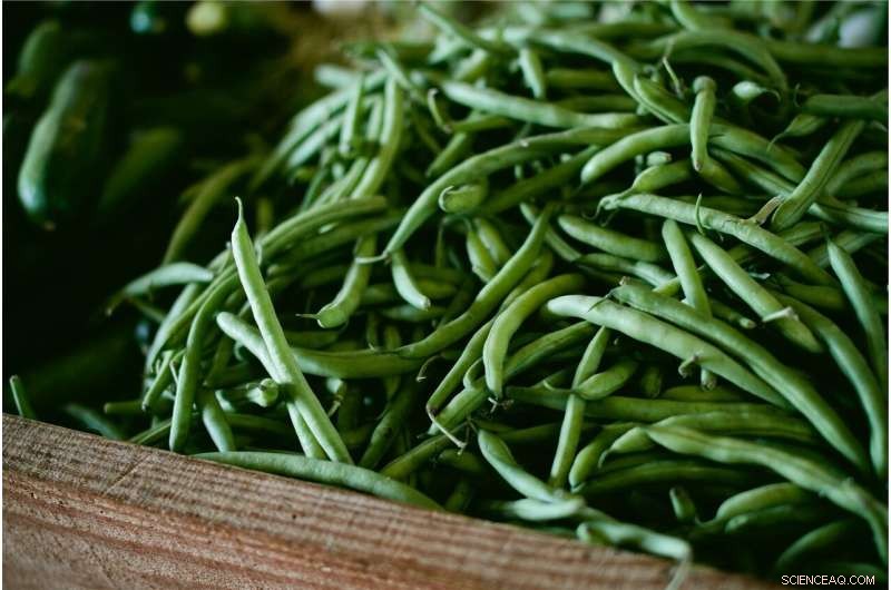 Dietary Shift to Plant Protein Could Counteract Decades of Climate-Warming Emissions, New Study Shows