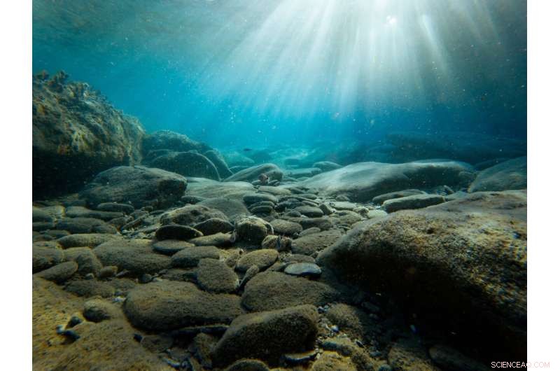 Stop Shellfish Loss: Wrong-Way Migrations Block Escape from Ocean Warming