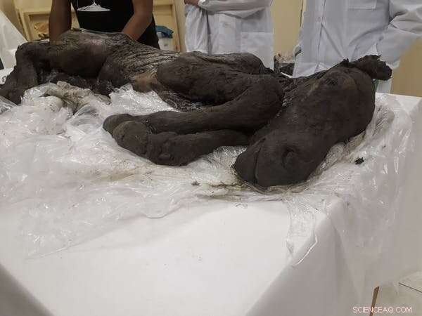 Russia s Zimov Family: Resurrecting Permafrost to Combat Climate Crisis