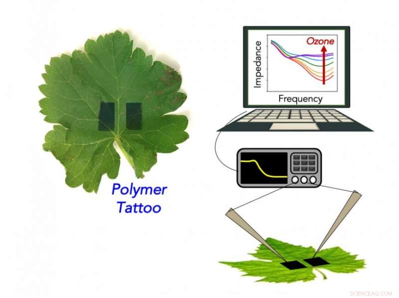 Early Soil‑Ozone Detection Safeguards Grapes & Apples from Climate‑Driven Damage