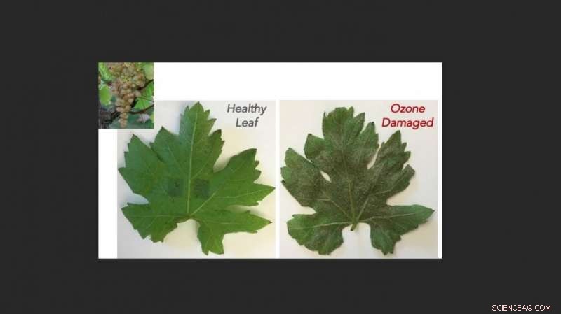 Early Soil‑Ozone Detection Safeguards Grapes & Apples from Climate‑Driven Damage