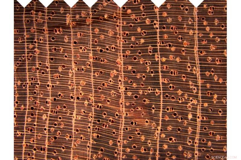 Fast-Growing Trees Face Early Death Amid Patagonian Drought