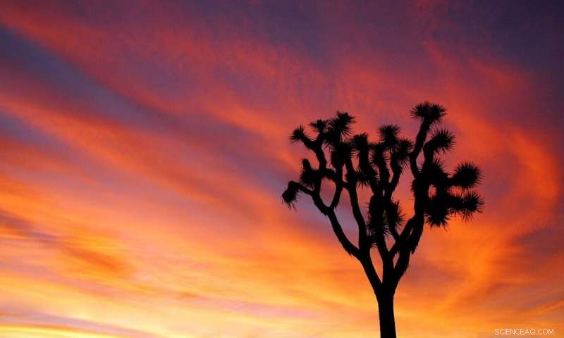 August Mojave Desert Blaze Devastates Core of Iconic Joshua Tree Forest