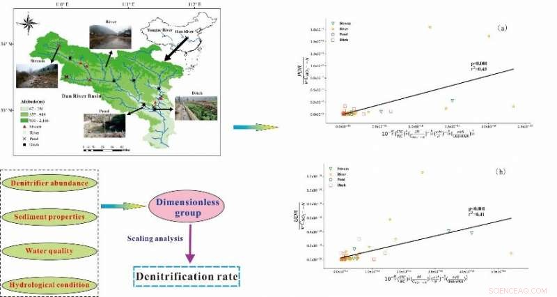 Biotic and Abiotic Controls on Sediment Denitrification Across Wetland Types