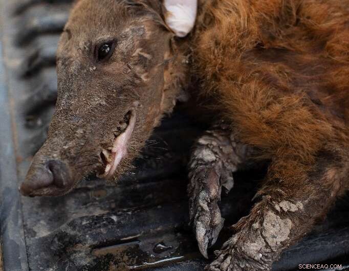 Understanding the Fires Devastating Brazil’s Pantanal Wetlands
