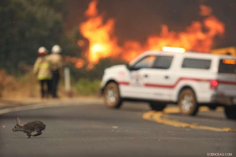 Western U.S. Wildfires Claim 16 Lives, Evacuate 500,000; Nationwide Firefighters Respond