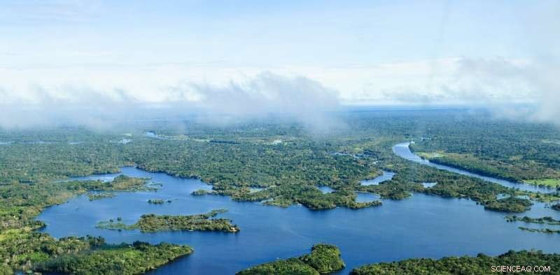 Amazon Forests: Degradation Accelerates Faster Than Deforestation