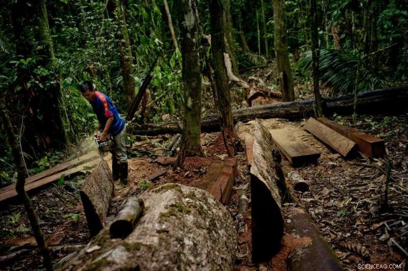 Amazon Forests: Degradation Accelerates Faster Than Deforestation