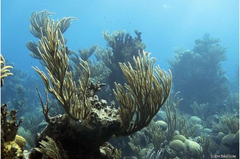 Advanced Radiometric Profiling Illuminates Coral Reef Health