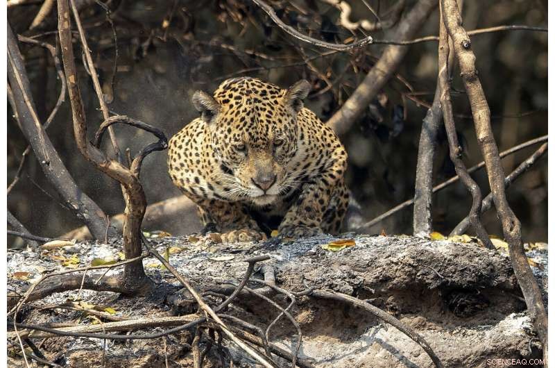 Battle to Save Brazil’s Pantanal Wetlands from Wildfire Destruction