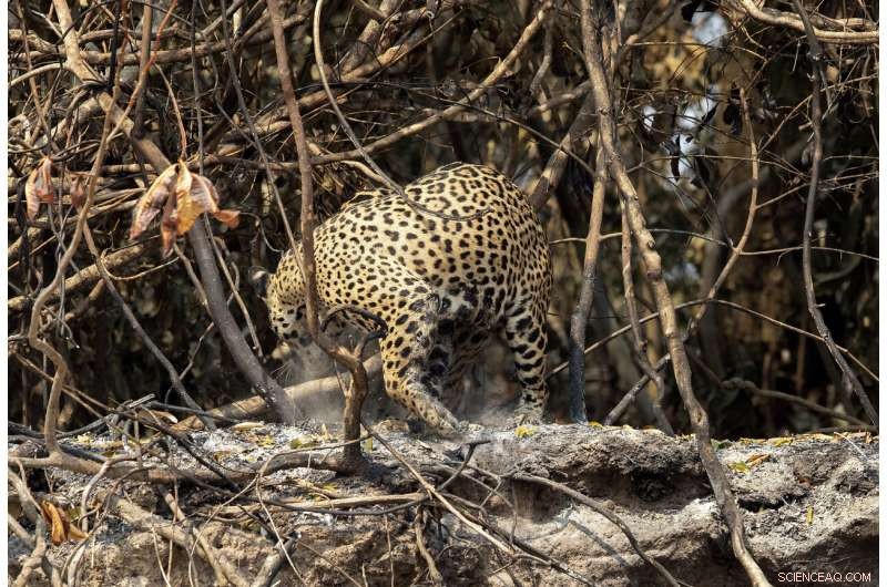 Battle to Save Brazil’s Pantanal Wetlands from Wildfire Destruction