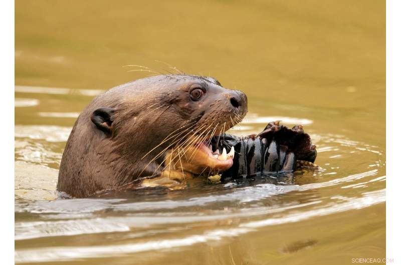 Battle to Save Brazil’s Pantanal Wetlands from Wildfire Destruction