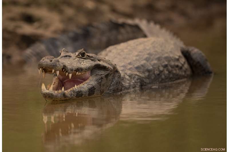 Battle to Save Brazil’s Pantanal Wetlands from Wildfire Destruction