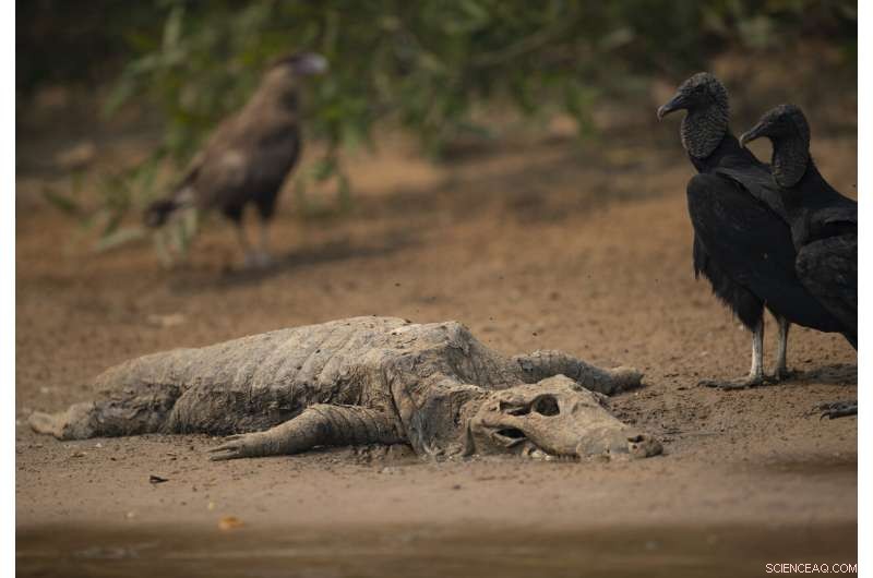 Battle to Save Brazil’s Pantanal Wetlands from Wildfire Destruction