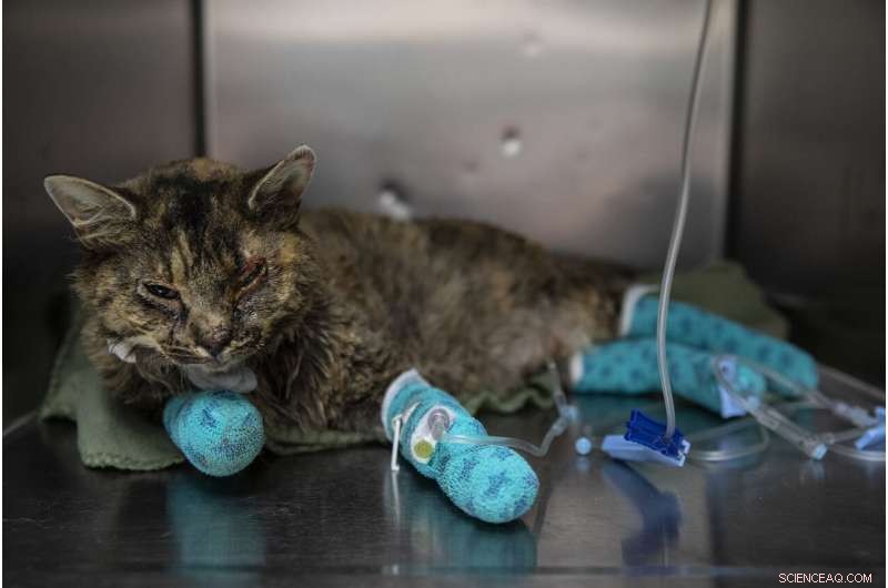 West Coast Suffers Smoke Crisis as Wildfire Fatalities Climb