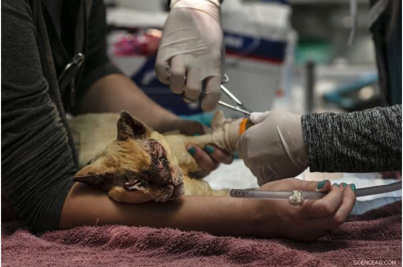 West Coast Suffers Smoke Crisis as Wildfire Fatalities Climb