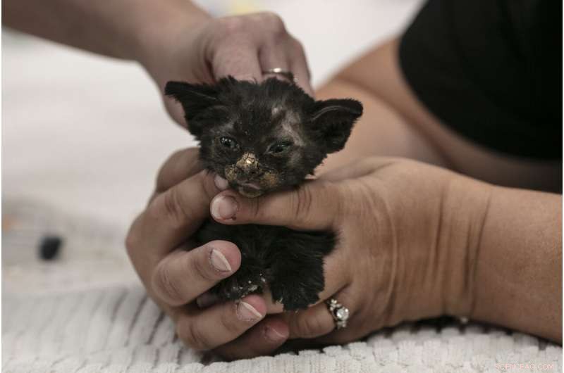 West Coast Suffers Smoke Crisis as Wildfire Fatalities Climb