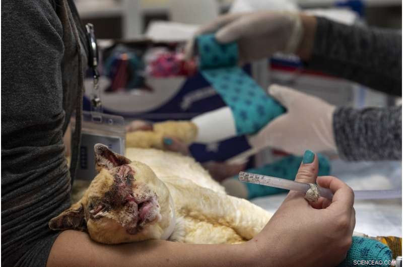 West Coast Suffers Smoke Crisis as Wildfire Fatalities Climb