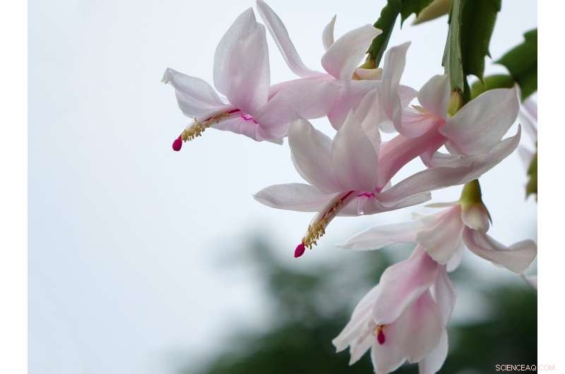 New Study Reveals Falkland Islands Could Achieve Carbon-Negative Status via Peatland Restoration