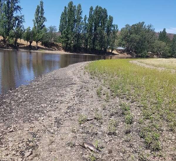 Bushfires, Rain, and the Crisis of Our Waterways: How We Can Protect Them