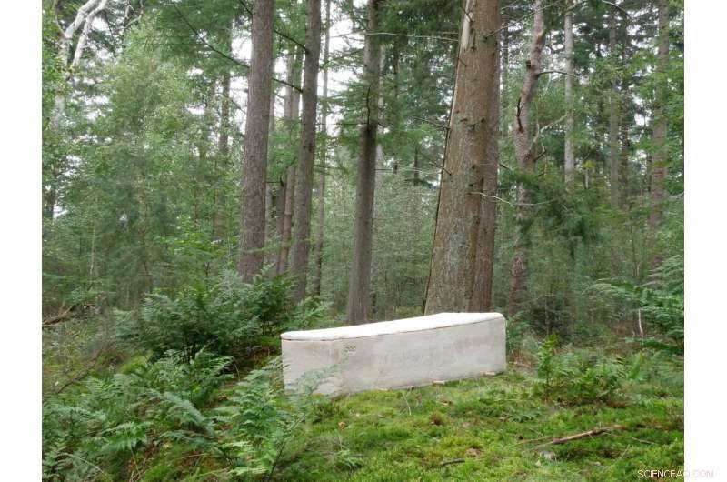 TU Delft Startup Introduces Eco-Friendly Living Coffin Made from Mycelium