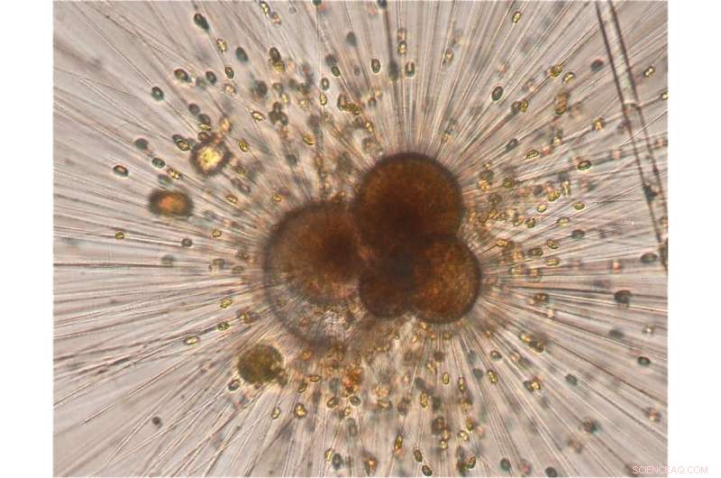 Ancient Volcanoes Sequestered Ocean Carbon—Humans Now Surpass Natural Rates