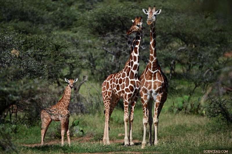 UN Warns: Global Targets for Biodiversity Protection Likely to Be Missed