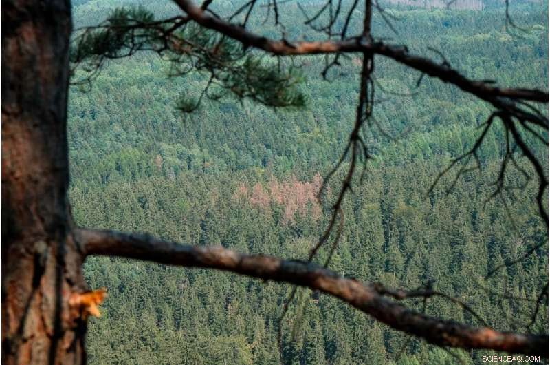 Satellite Imaging Reveals Shifts in European Forest Health
