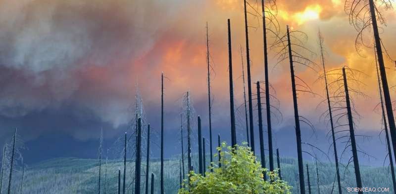 How Climate Change and Forest Management Spark the Western Wildfires of Today