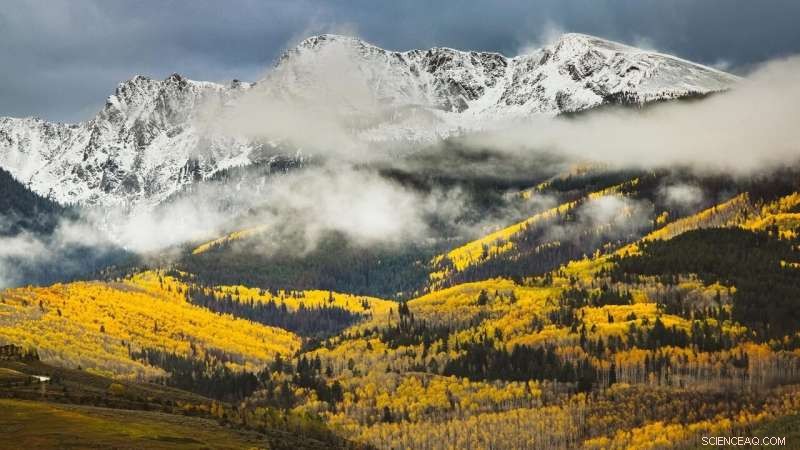 Colorado s Iconic Aspen Trees Projected to Decline Amid Climate Change
