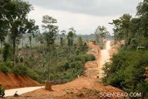 Reforestation Alone Can t Fully Restore Tropical Soils