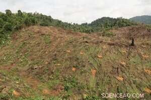 Reforestation Alone Can t Fully Restore Tropical Soils