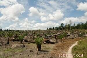 Reforestation Alone Can t Fully Restore Tropical Soils