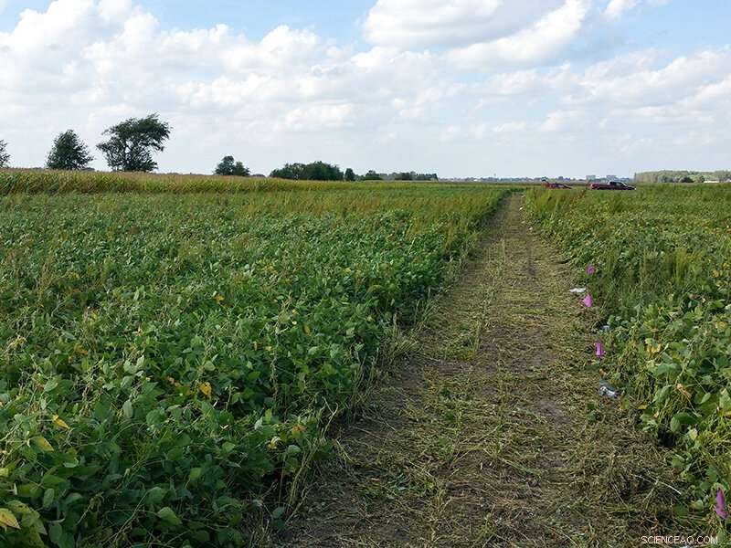 Select the Ideal Cover Crop for Optimal Soil Protection