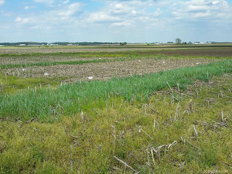 Select the Ideal Cover Crop for Optimal Soil Protection