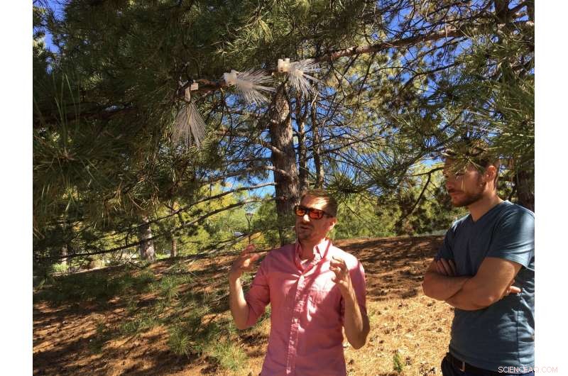 Evergreen Needles Serve as Natural Air Quality Monitors