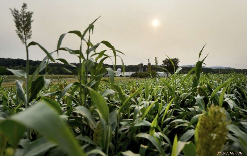 Western Wildfire Smoke Blurs East Coast Skies, Creates Vivid Sunsets