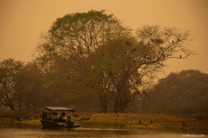 Urgent Wildlife Rescue Mission Amid Brazilian Wetlands Fire