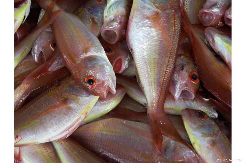 Revolutionary Technology Turns Oilsands Wastewater Into Fish‑Safe Water