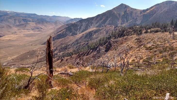 Forest Edges More Climate-Resilient Than Expected, Study Finds
