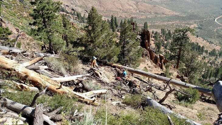 Forest Edges More Climate-Resilient Than Expected, Study Finds