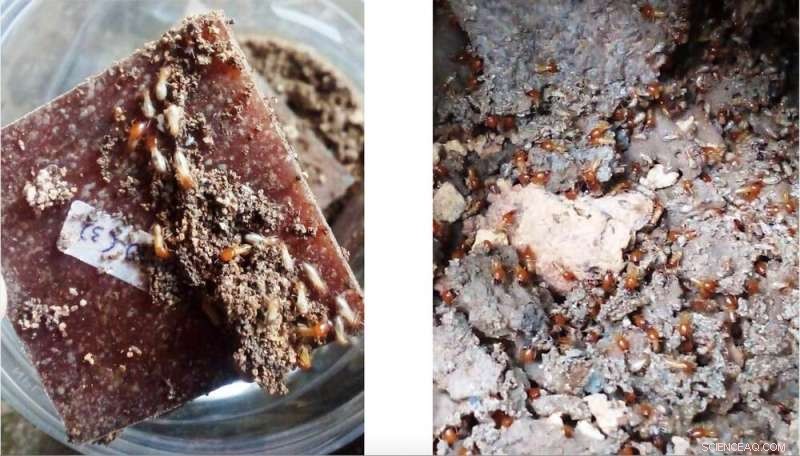 Reducing Plastic Pollution in Developing Nations: Introducing Sustainable Biodegradable Materials