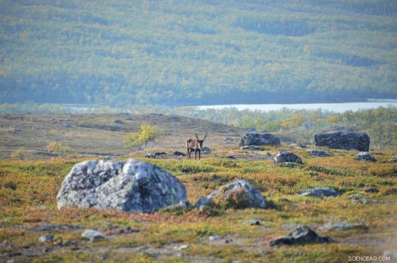 Arctic Greening Accelerates as Temperatures Rise